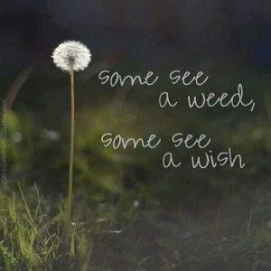 some see a weed, some see a wish.