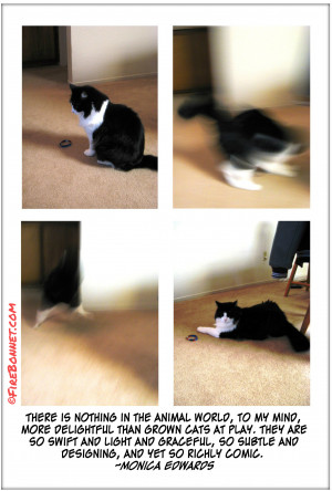 ... Jack here, and today I offer up a cat quote for your reading pleasure