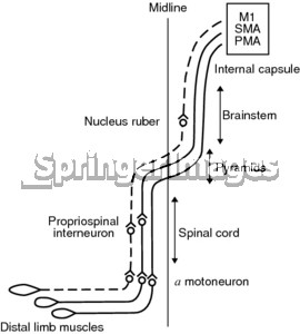 of the crossed lateral corticospinal tract and the rubrospinal tract