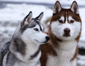 Snow and Snow Dogs