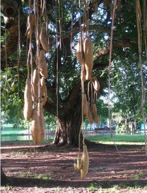 Sausage Tree Kigelia pinnata - sausage tree