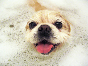 dog bath happy