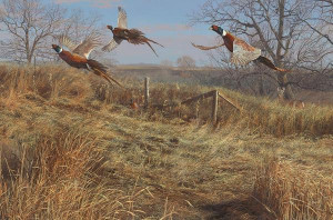 Pheasants Forever Print of the Year