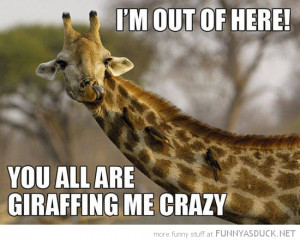 out of here giraffing me crazy giraffe animal funny pics pictures pic ...