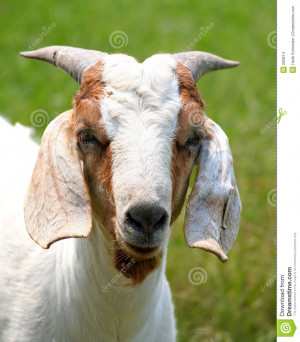 Billy Goat Stock Images Image