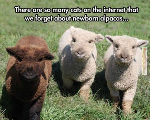 Animal memes – Baby alpacas