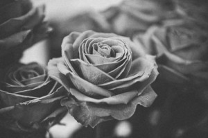 black and white, flower, flowers, photo, photography, rose, roses
