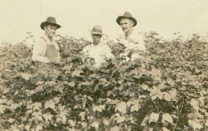 cotton field near millidgeville