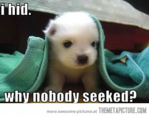 Cute Funny Puppy Quotes Funny Puppy Hide And Seek Cute
