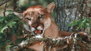 cougar29nw1.JPG