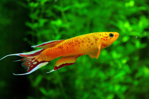 Fresh Water Aquarium Fish