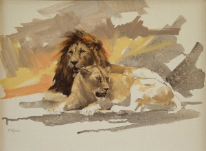images of lion and lioness