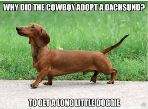 ... bad but the dachshund is cute why did the cowboy adopt a dachshund to