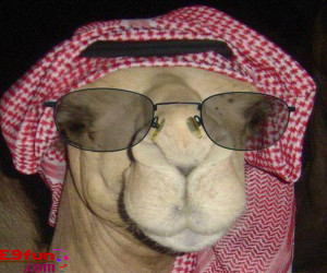 Camel Wearing Arabic Dress Style Funny Picture