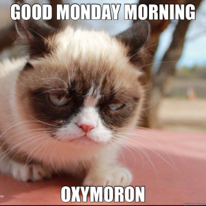 Monday Cat Meme Good monday morning cat meme