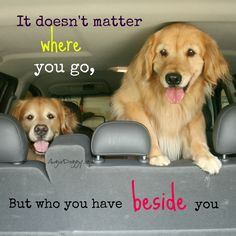 quote #goldenretriever #dog www.AugieDoggy.com/apps/blog