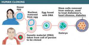 Cloned embryos could provide a steady supply of embryonic stem