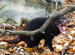 Hissing Tasmanian devil