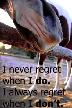 ... quotes hors sweets hors nose hors life country life horses quotes