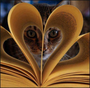 beautiful cat reading a book - Image