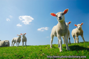 lambs - photo/picture definition - lambs word and phrase image