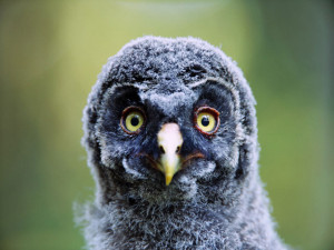 Little Ugly Baby Animals...