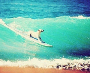 Surfs up!
