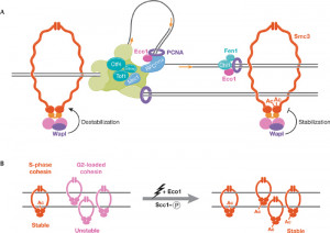 Do you have any questions about Cohesion ? Send your Question!