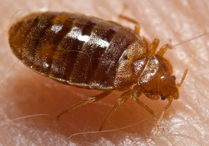 Closeup Bed Bugs Pictures