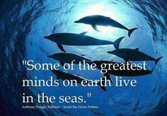 Dolphins Quotes, Animal Right,