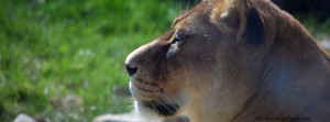 Lioness Facebook Cover Photo