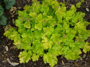 Heuchera, Heucherella and Tiarella database : Key Lime Pie