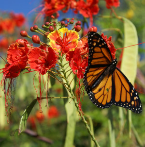 John Maxwell Quotes On Teamwork