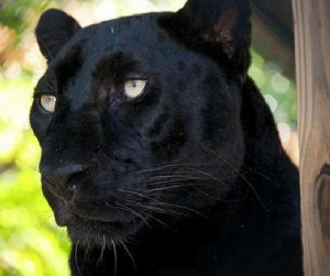 Black Panthers Louisiana