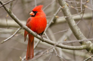 Cardinal image from The Roger Tory Peterson Institute of Natural ...