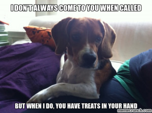The Most Interesting Beagle...