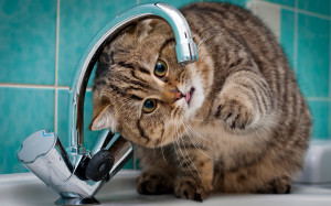 Fat cat faucet Wallpapers Pictures Photos Images