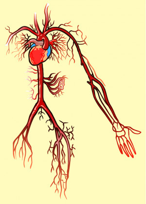 Discovery of blood circulation
