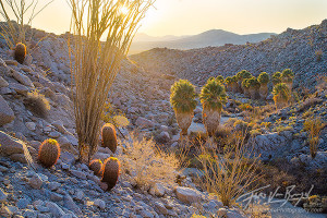 Desert Oasis : Prints Available