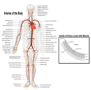 Arteries And Veins The Body