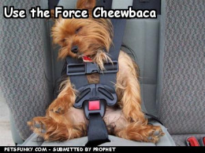 Funny Chewbacca and Yoda Pics!