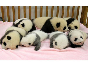 Seven Baby Pandas Sleep Parade Animals Cute Pets Zoo
