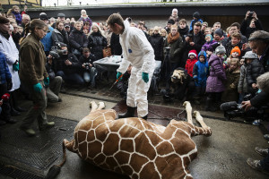people-look-veterinarian-prepares-dismember-giraffe-marius-after-it ...
