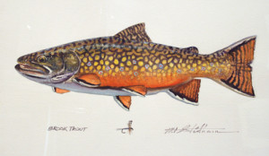 Brook Trout Drawing