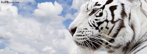 White Tiger Facebook Timeline Profile Cover