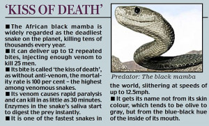 ... by bite from a black mamba snake he thought had just brushed his hand