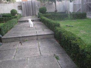 Even Squabbles the family dog, can see the problem, although he sees ...