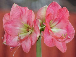 Amaryllis and Hippeastrum forum What 39 s in bloom today 2012