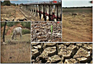 are being severely affected by the extreme drought conditions