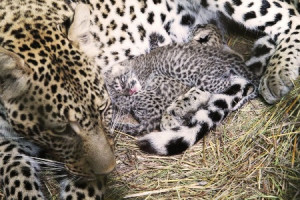 african leopard cub 450 x 300 96 kb jpeg african leopard cub